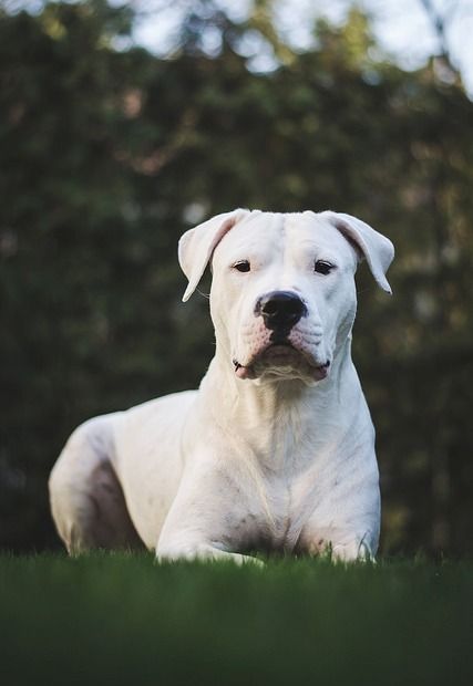 50+ Best Dogo Argentino Dog Names – The Paws