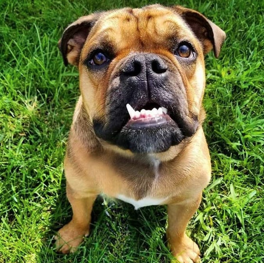 English Bullweiler sitting on the green grass while looking up