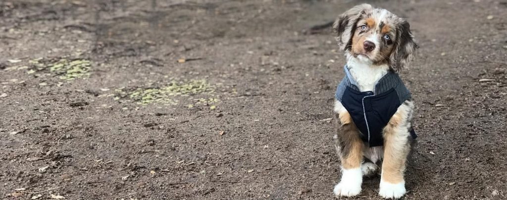 cocker spaniel aussie mix