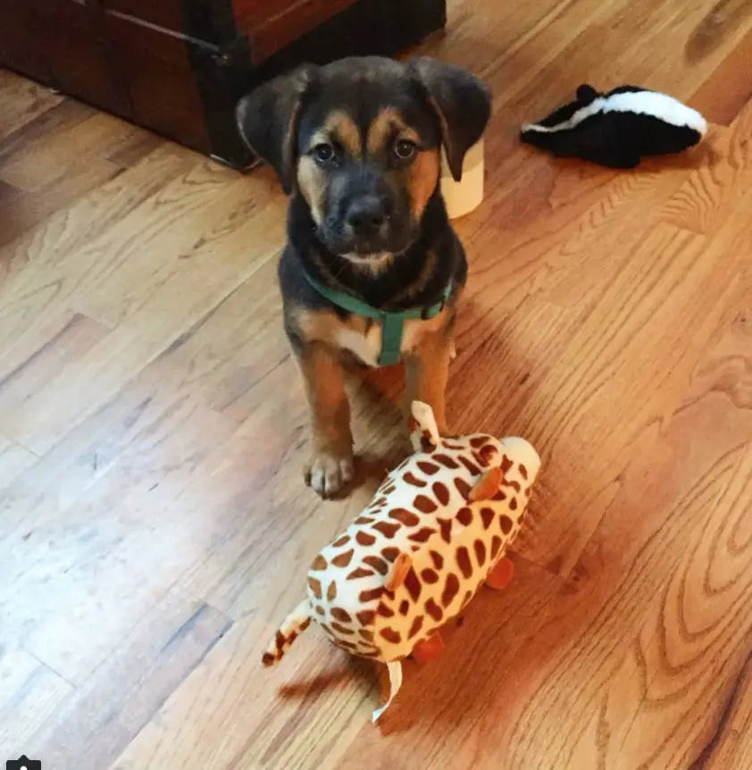 English Mastweiler puppy sitting on the floor with its giraffe stuffed toy