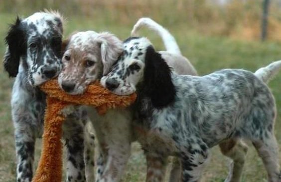 99 Best English Setter Dog Names The Paws