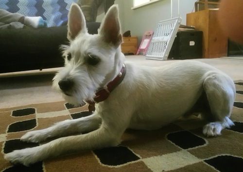 white Eskimo Schnauzer or Schnauzer mixed with American Eskimo lying on the carpet