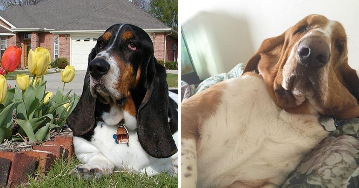 The 16 Funniest Basset Hound Jokes You Should Tell The Paws
