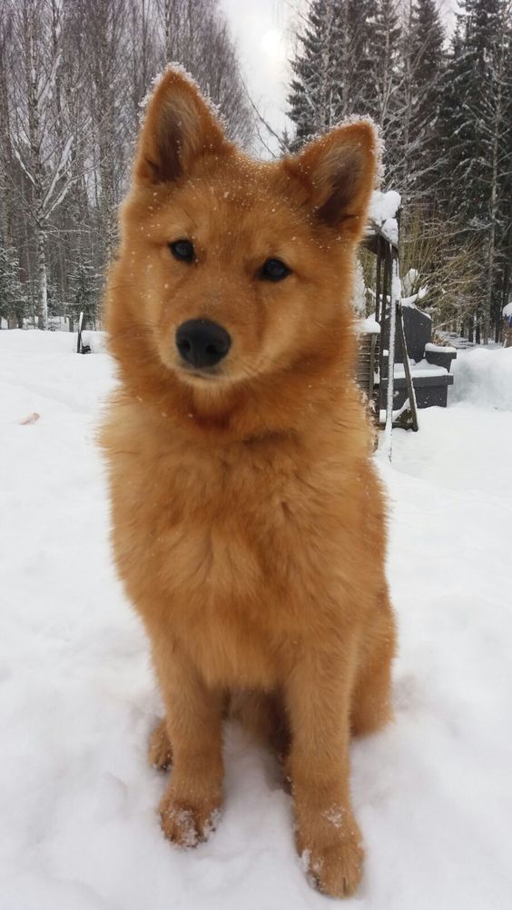 100+ Best Finnish Spitz Dog Names The Paws