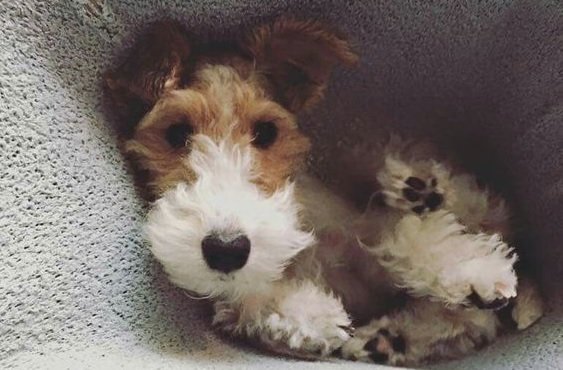 weird hair fox terrier