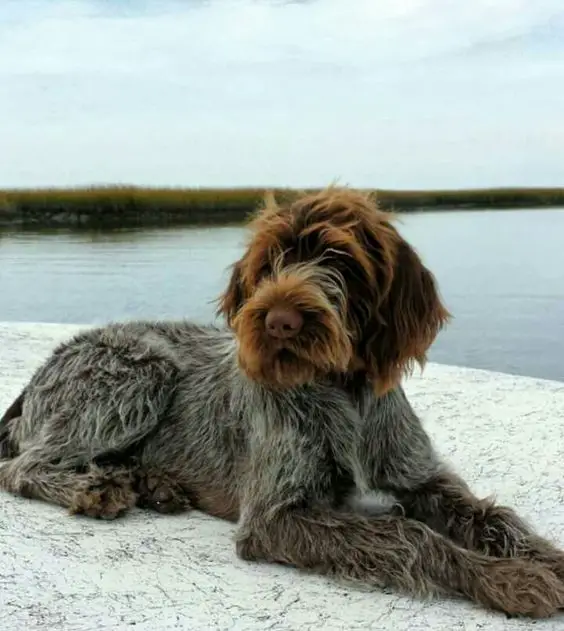 100+ Best German Wirehaired Pointer Dog Names - The Paws