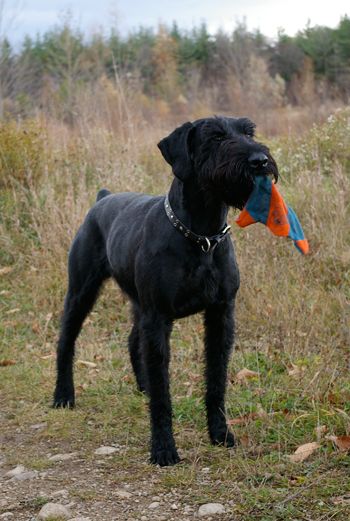 male giant schnauzer