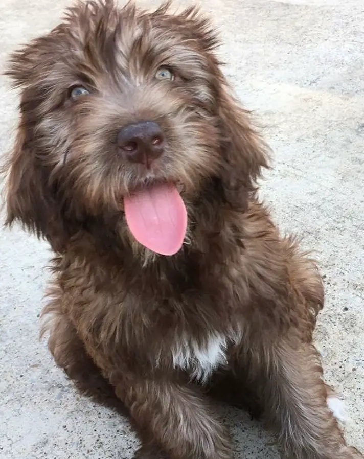 brown Giant Schnoodle or Schnauzer mixed with Giant Schnauzer dog sitting on the ground while sticking its tongue out