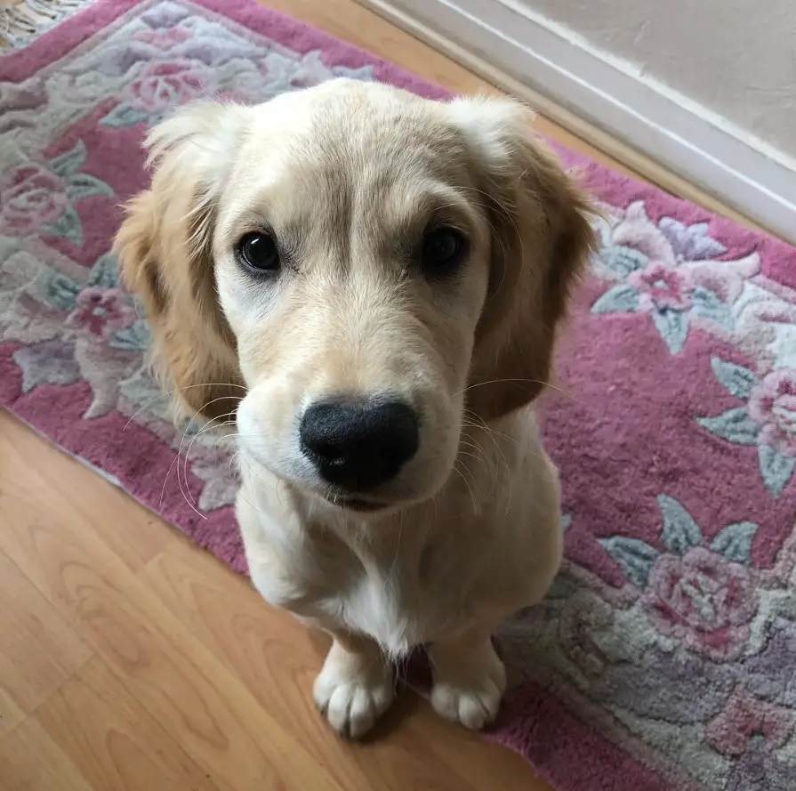 Golden Cocker Retriever sitting on the carpet while looking up with its begging face