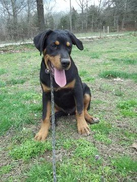 Greater Swiss Rottweiler sitting on the green grass