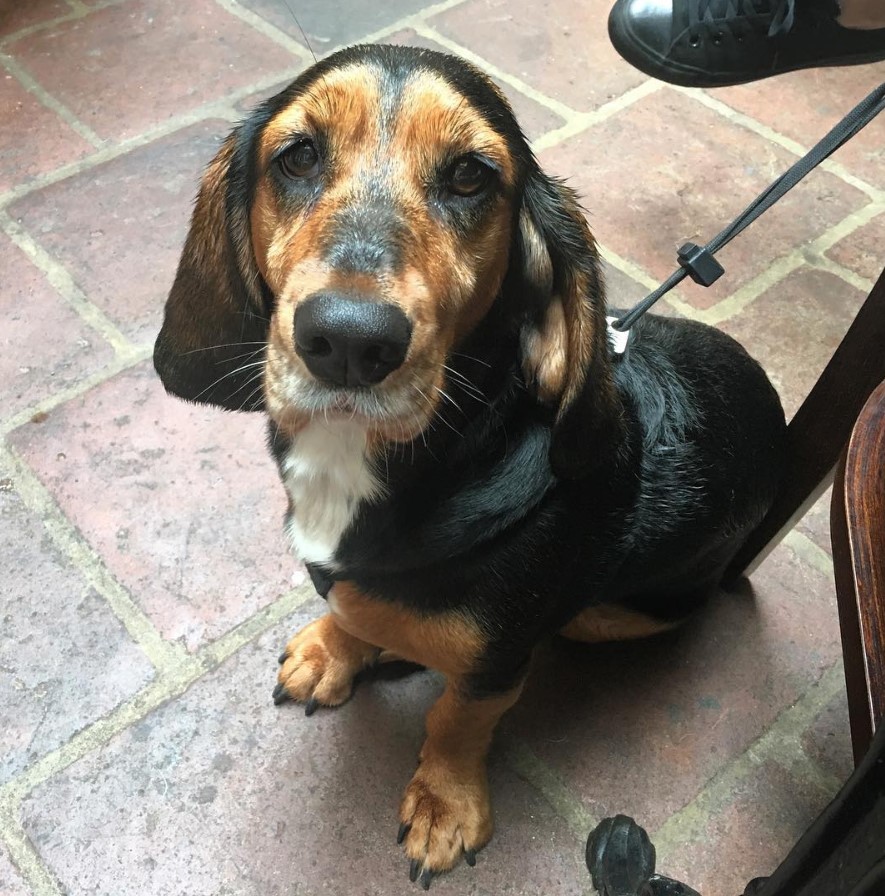 Hush Basset sitting on the floor while looking up with its sad face