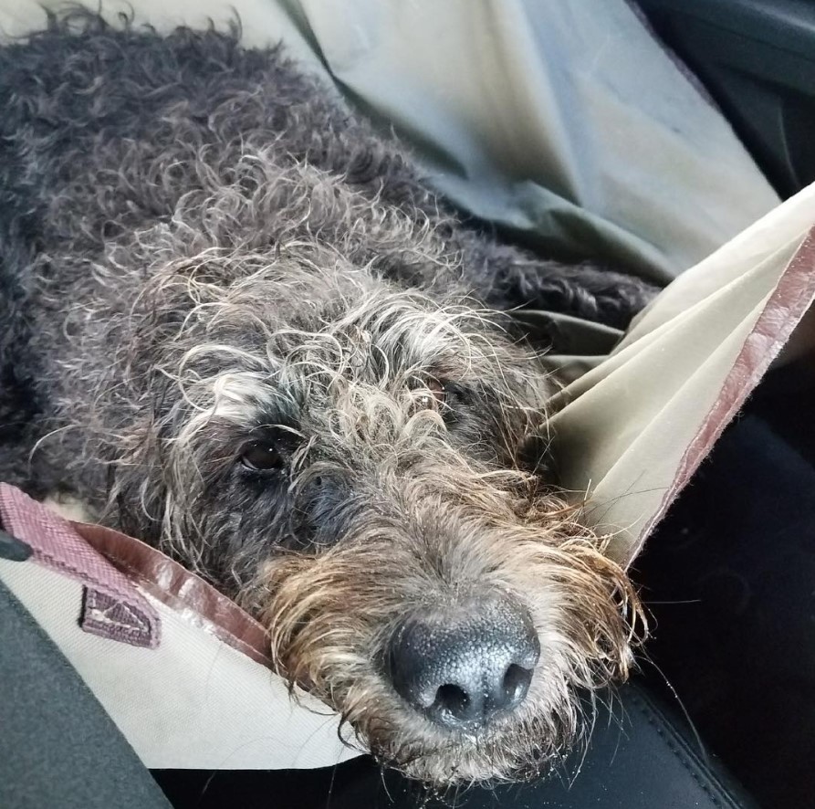  Irish Wolf Schnauzer or Schnauzer mixed with Irish Wolfhound lying in the car