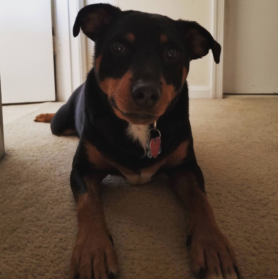 Rottweiler mixed with Jack Russell Terrier dog lying down on the floor