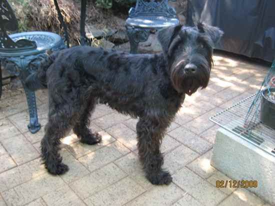 black Kerry Blue Schnauzer or Schnauzer mixed with Kerry Blue Terrier