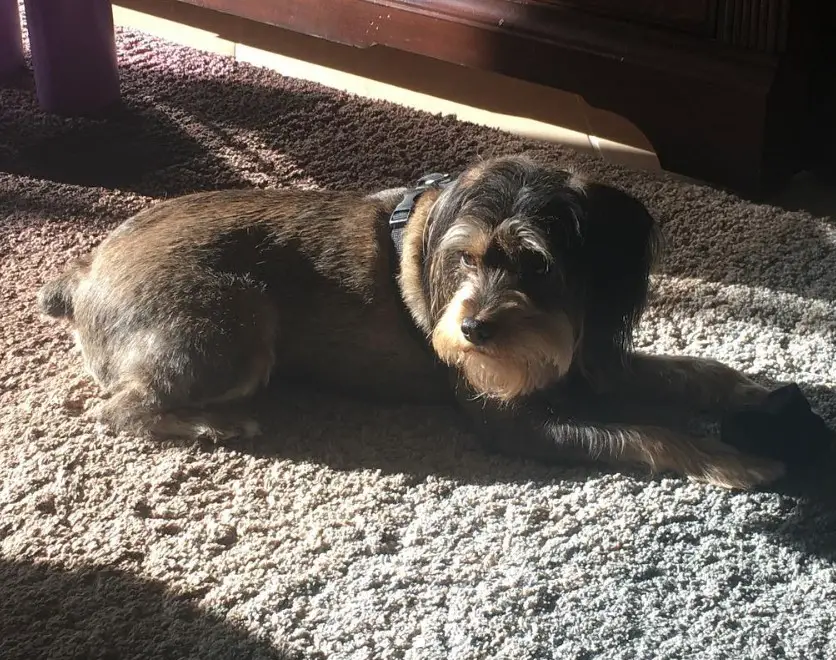 King Schnauzer or Schnauzer mixed with Cavalier King Charles Spaniel dog lying on the carpet