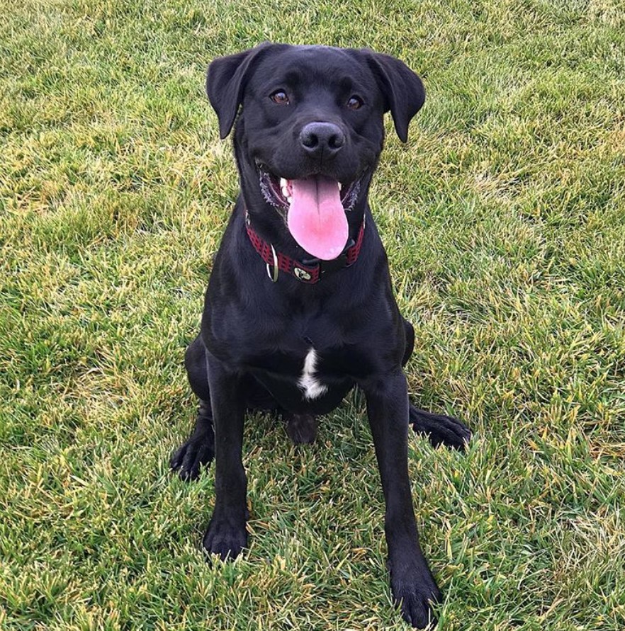 Labrottie sitting on the green grass with its tongue out