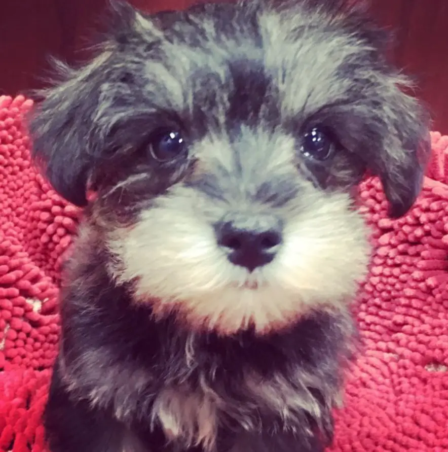 Mauzer or Schnauzer mixed with Maltese puppy
