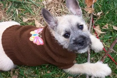 Miniature French Schnauzer or Schnauzer mixed with French Bulldog wearing a brown sweater lying on a green grass