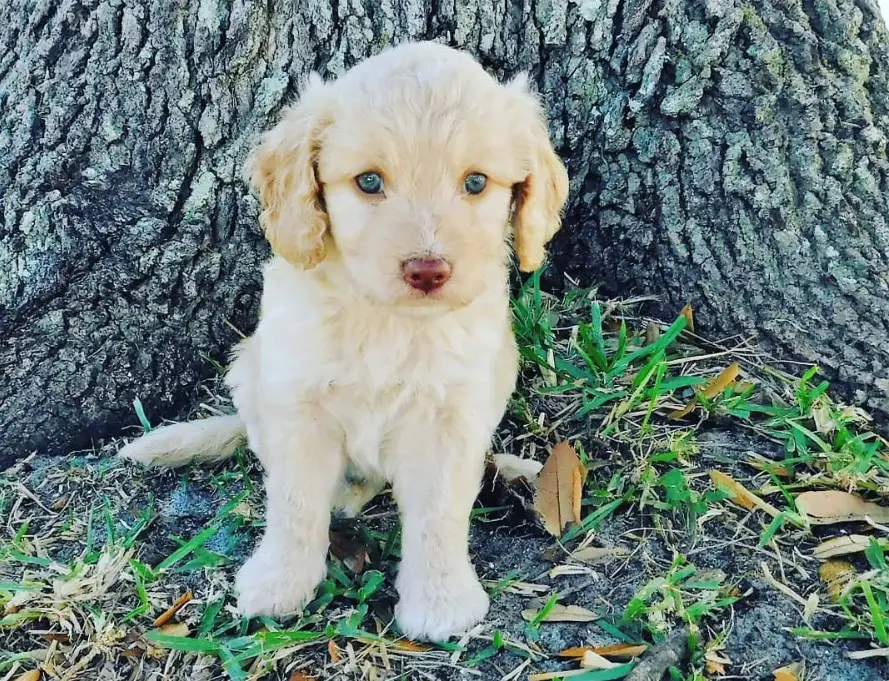 Miniature Golden Retriever sitting on the ground with a large base of the tree behind it