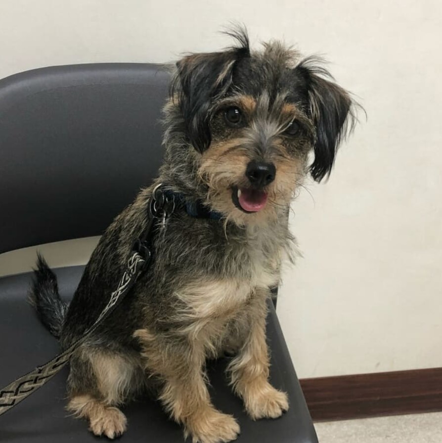 Miniature Schnaupin or Schnauzer mixed with Min Pin sitting on the chair