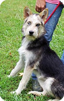 Schnauzzie or chnauzer x Australian Shepherd sitting on a green grass at the park