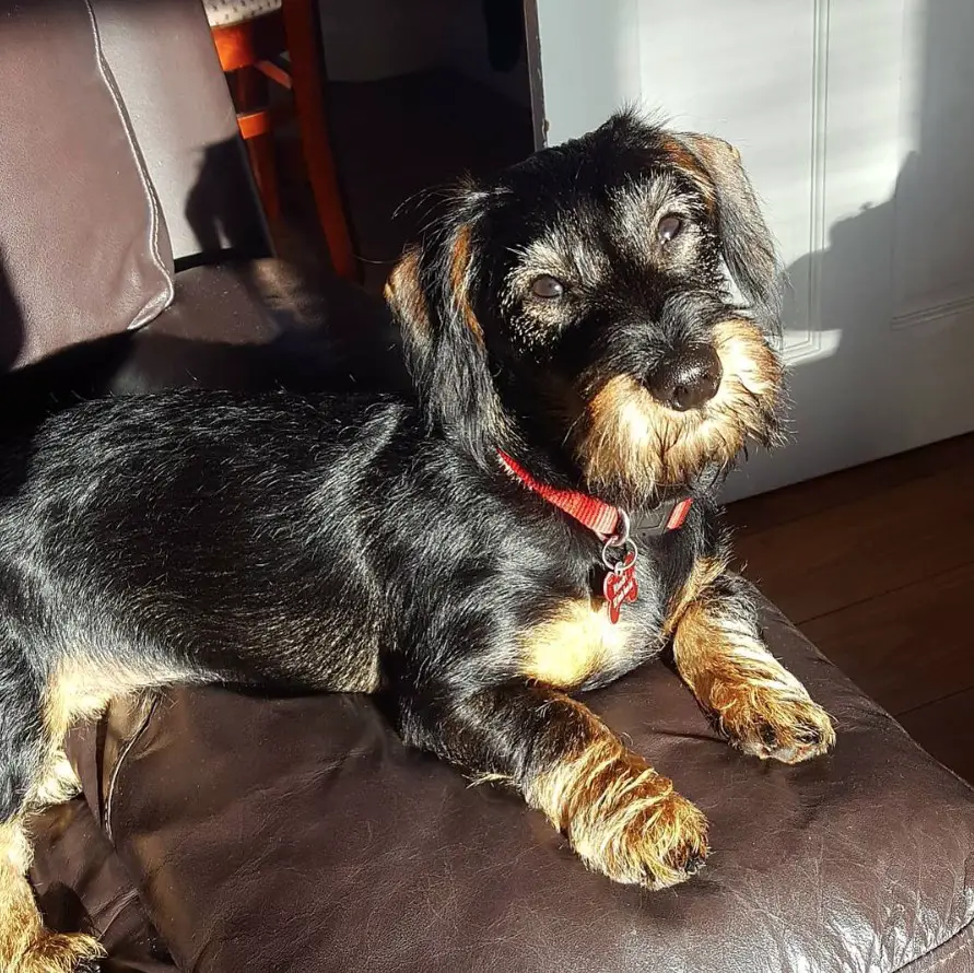 Miniature Schnoxie or Schnauzer mixed with Dachshund dog looking up under the sun lying on the couch