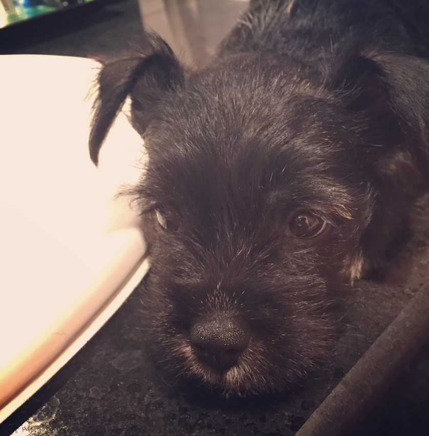 black Miniboz puppy or Schnauzer mixed with Boston Terrier lying down