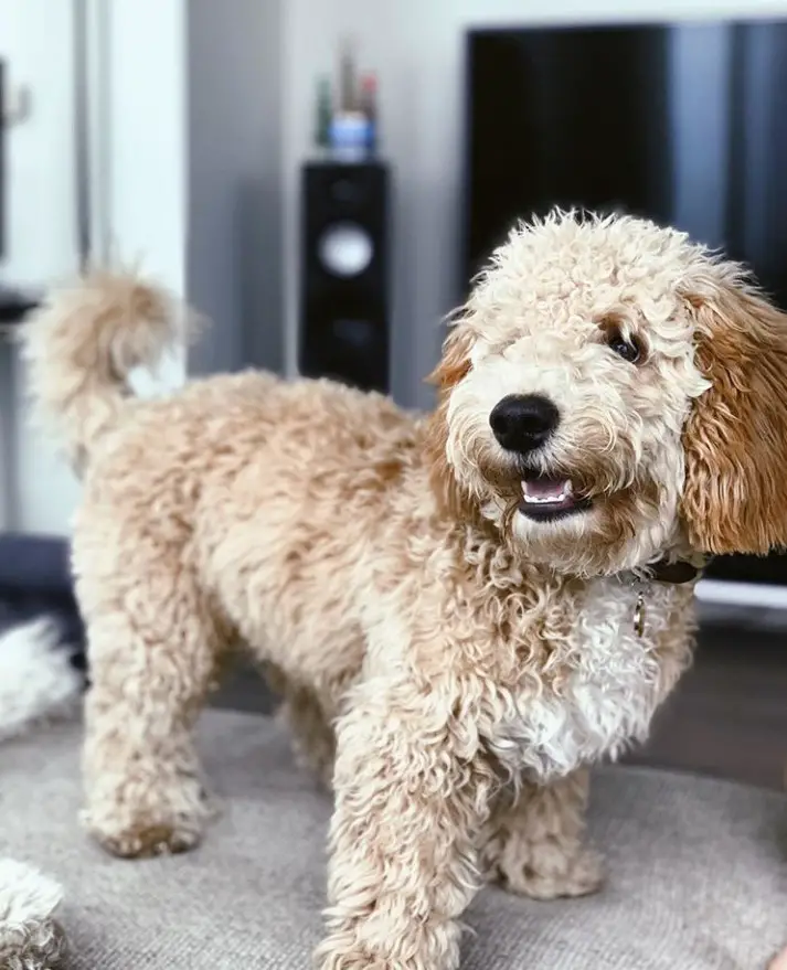 apricot Petite Goldendoodle standing on the carpet while smiling