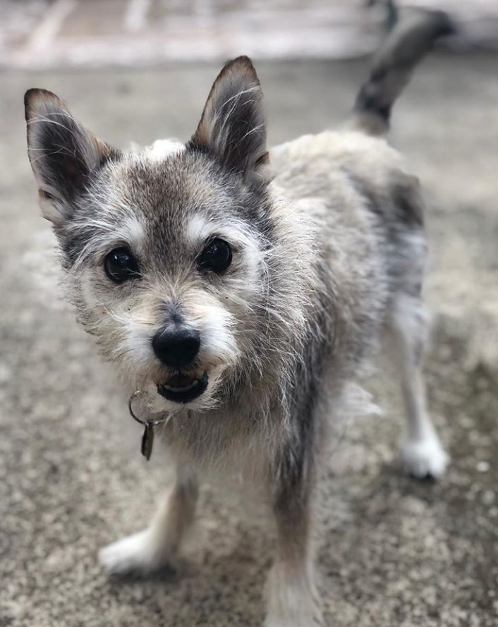  Pom-A-Nauze or Schnauzer mixed with Pomeranian outdoors