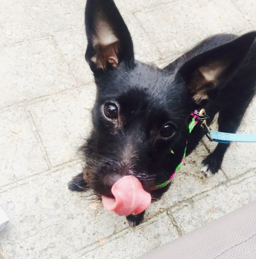 black Ratzer or Schnauzer mixed with Rat Terrier dog taking a walk while sticking its tongue out