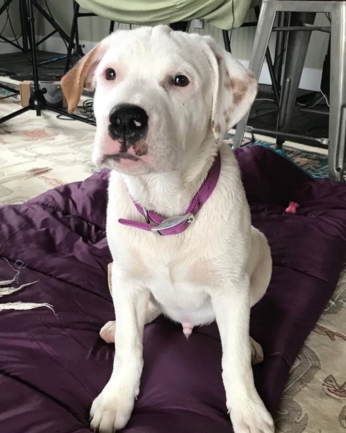 Rottbull sitting on its bed