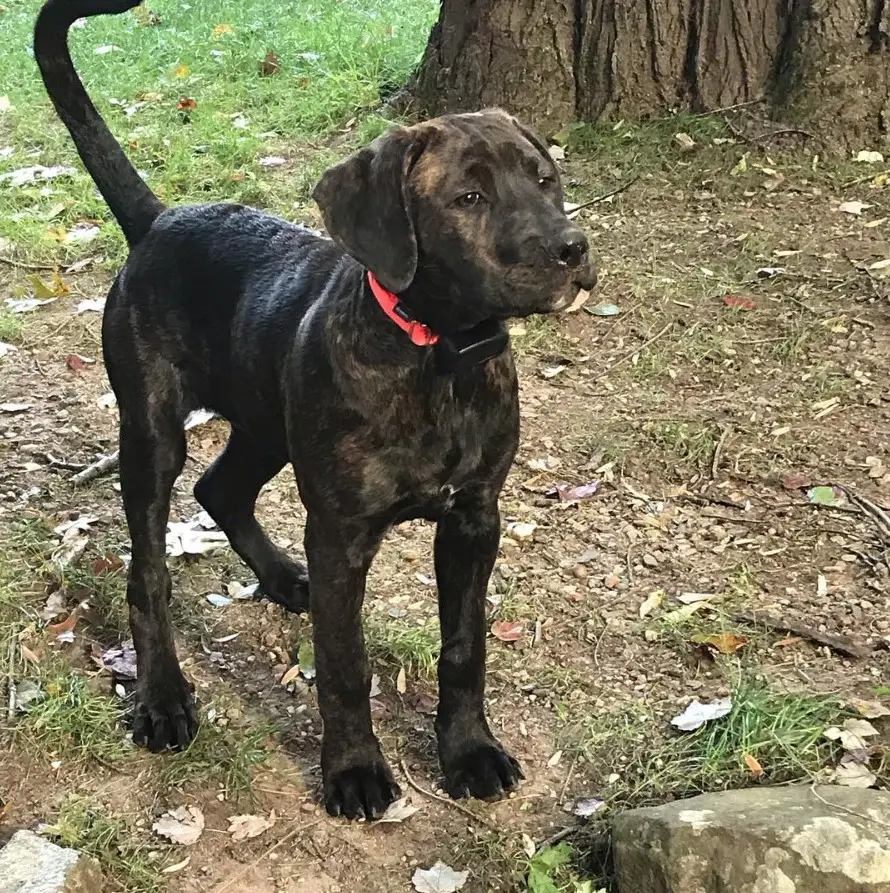Rottweiler mixed with Cane Corso Italiano dog in the forest