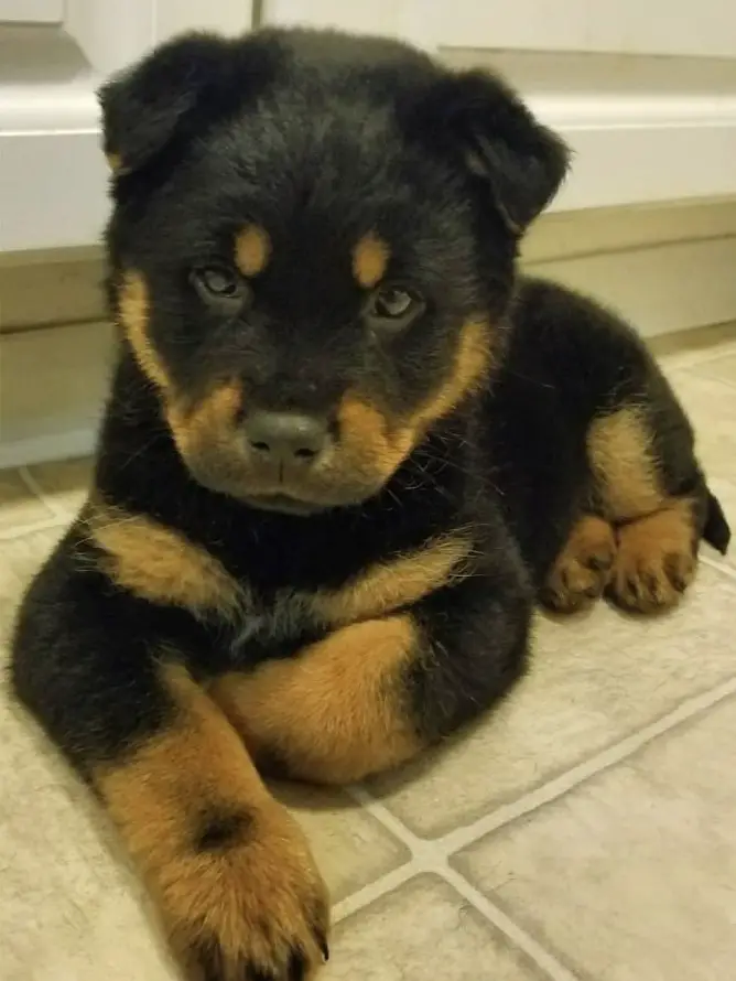 Rottie Chow puppy lying down on the floor