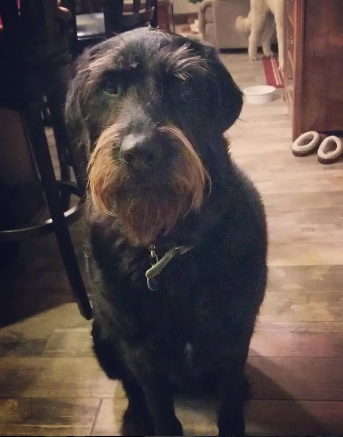 Rottweiler mixed with Poodle dog sitting on the floor
