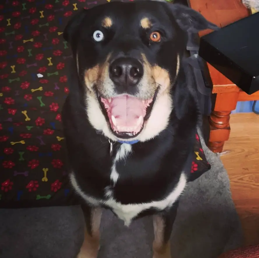 Rottweiler mixed with Siberian Husky dog smiling