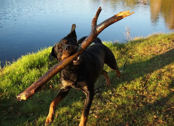 Rottweiler dog running with a stick on its mouth