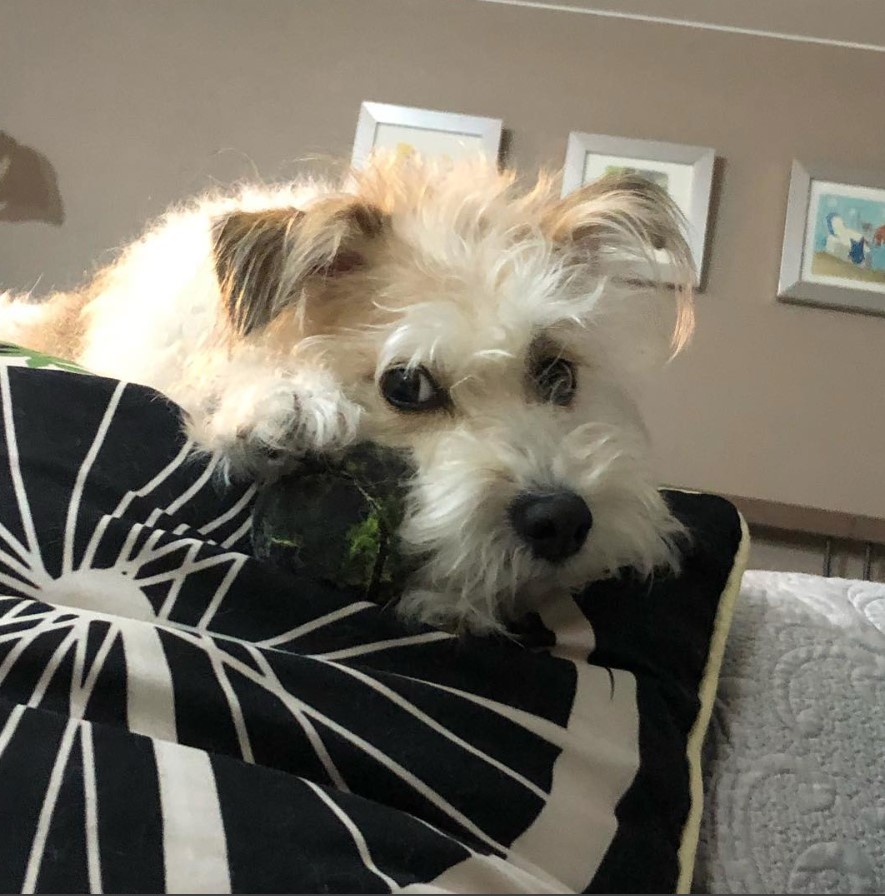 Schapso or Schnauzer mixed with Lhasa Apso lying on top of the couch