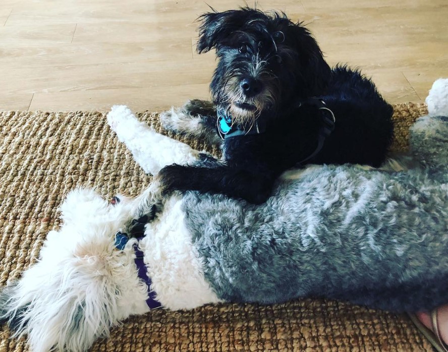 Schnairedale or Schnauzer mixed with Airedale Terrier on the floor playing with another dog