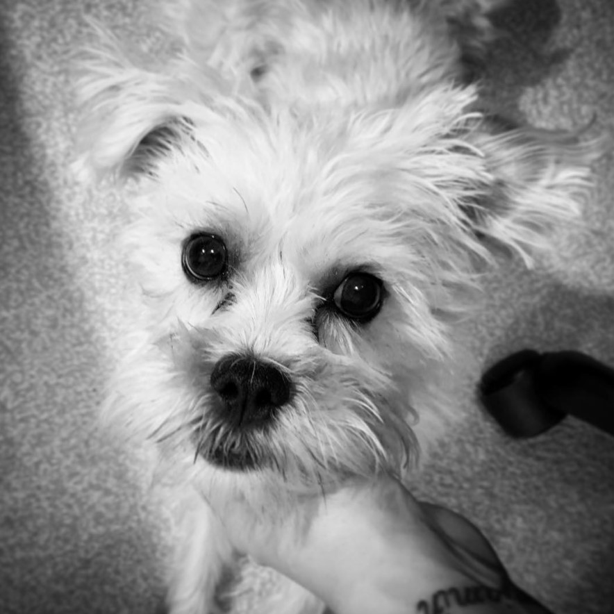 black and white photo of Schnau-Tzu or Schnauzer mixed with Shih Tzu