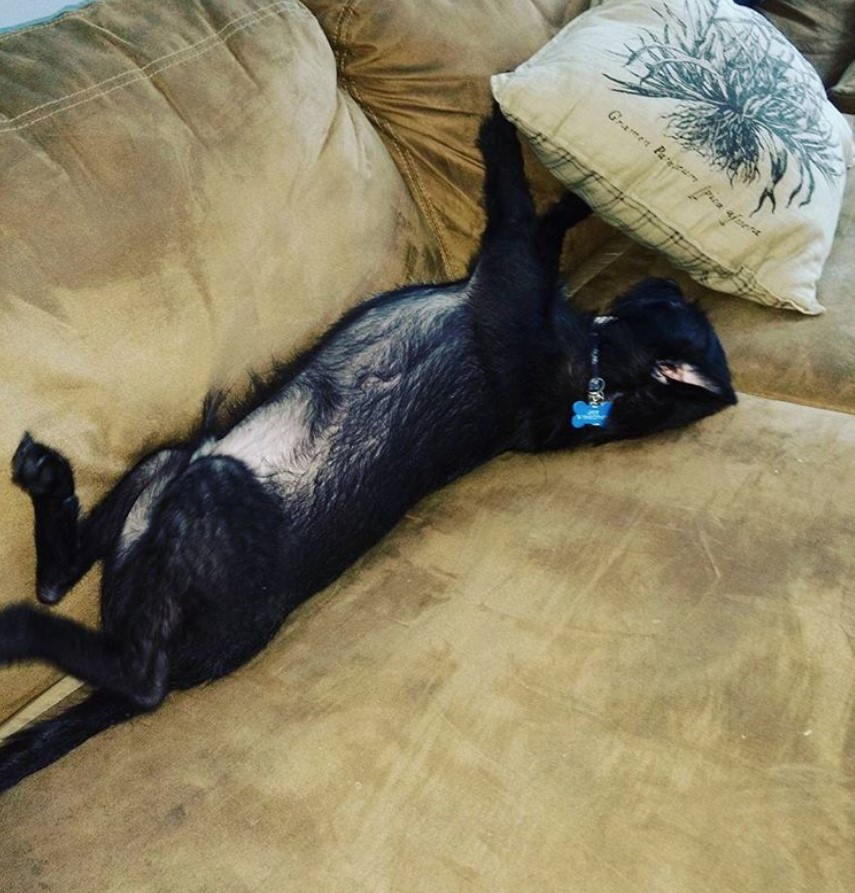 black Schnauffen or Schnauzer mixed with Affenpinscher dog sleeping on the couch