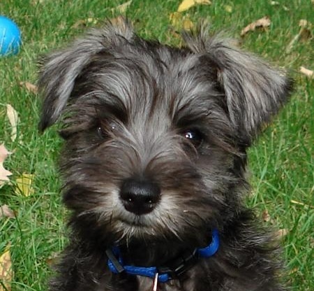 Schnauzer Chin or Schnauzer mixed with Chin