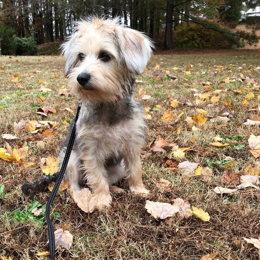 Schneagle or Schnauzer mixed with Beagle sitting on the grass at the park