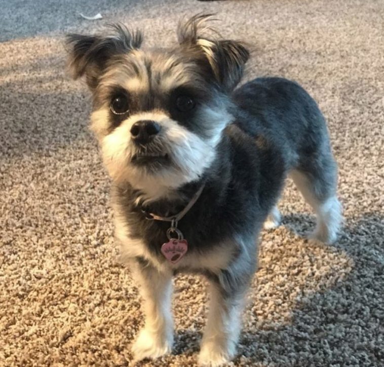 Schnekingese or Schnauzer mixed with Pekingese on the floor