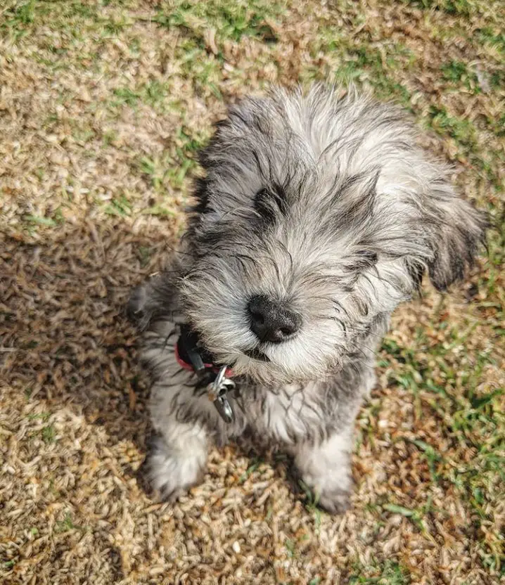 Schnese or Schnauzer mixed with Havanese puppy sitting on the grass