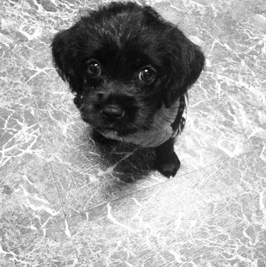 black Schnocker or Schnauzer mixed with Cocker Spaniel puppy sitting on the floor