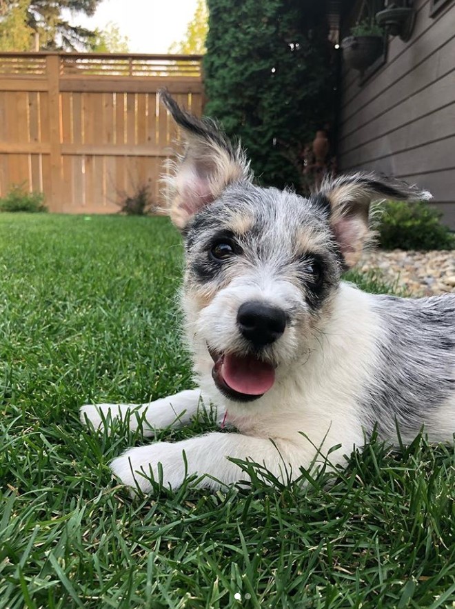 panting Schnorgi or Schnauzer mixed with Corgi lying on the green grass