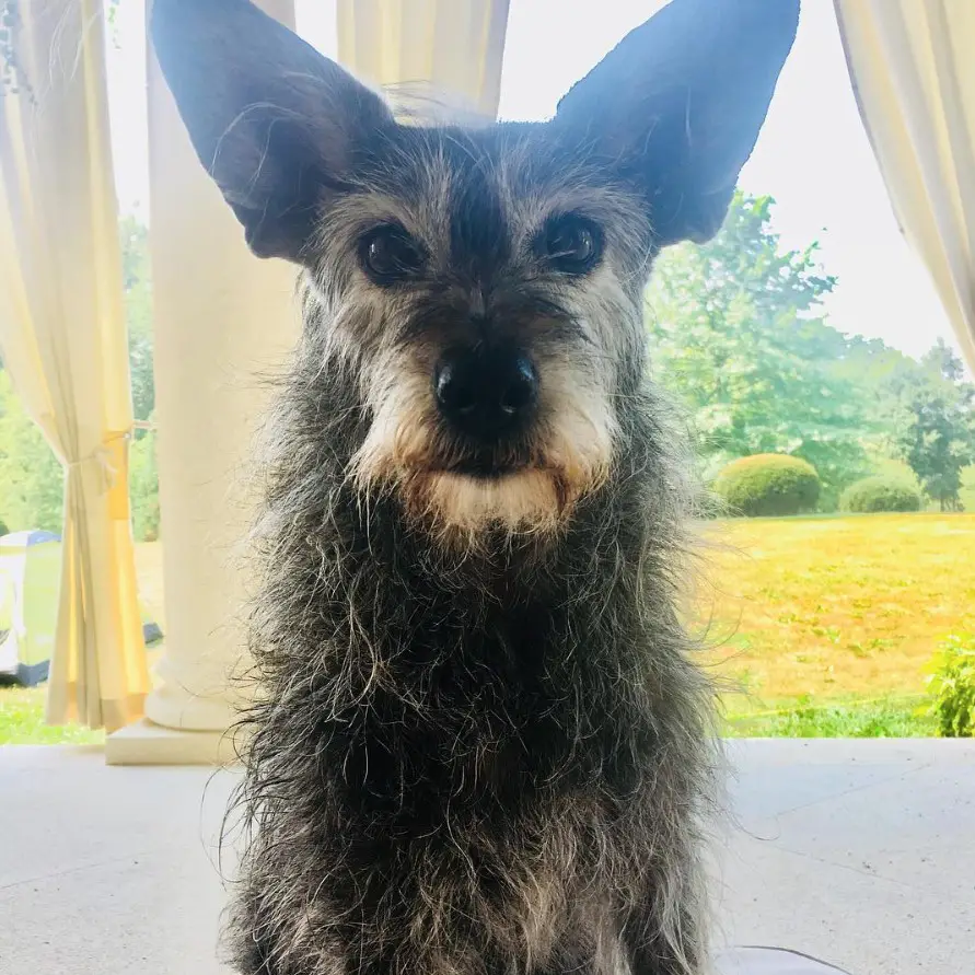 Schnu or Schnauzer mixed with Shiba Inu dog sitting on the floor outdoors