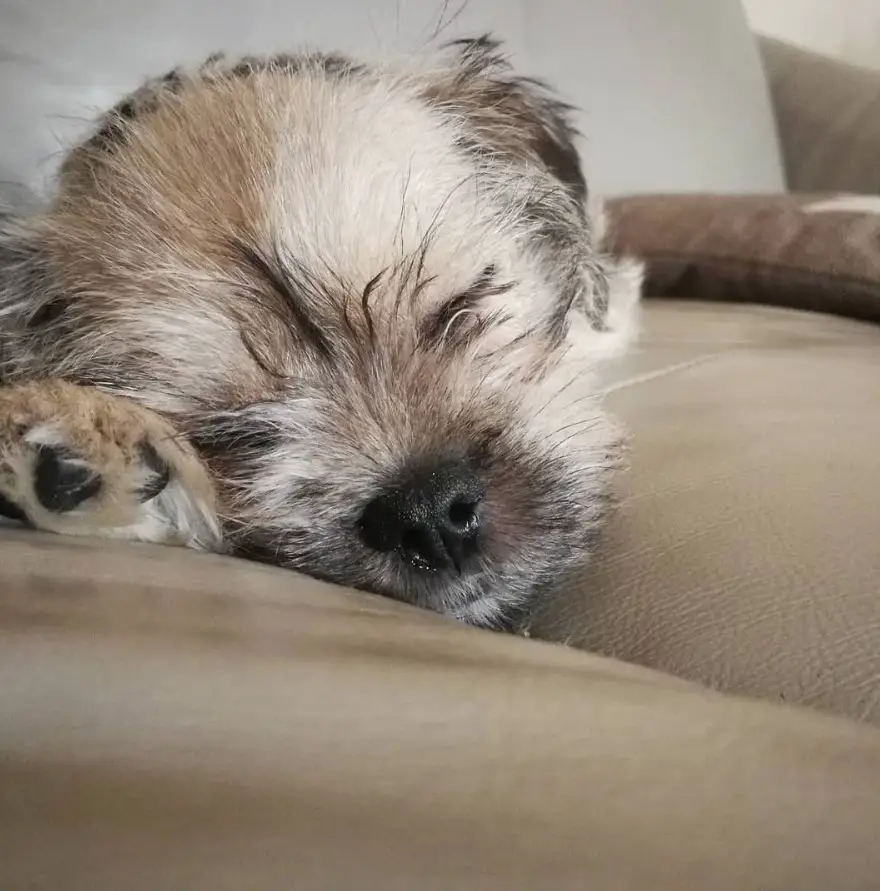 Schnug or Schnauzer mixed with Pug puppy sleeping on the couch
