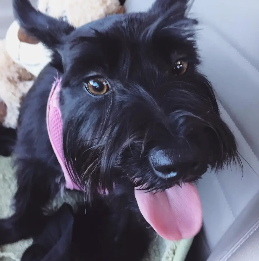 black Scottie Schnauzer or Schnauzer mixed with Scottish Terrier sitting inside the car with its tongue sticking out