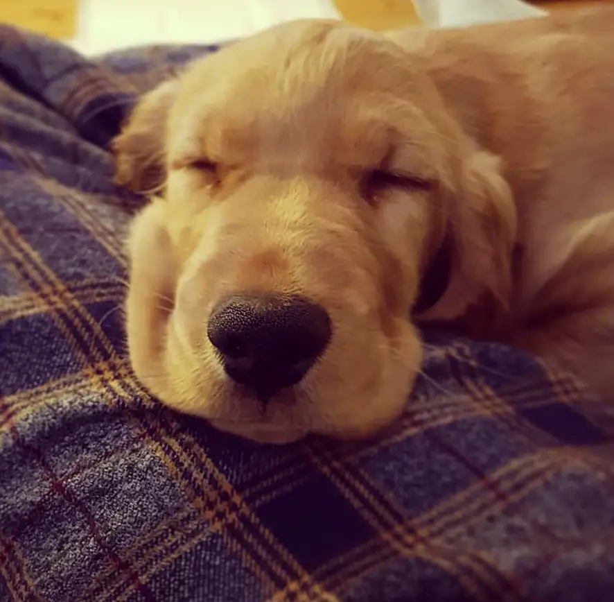 Scottish Cocker sleeping soundly in its bed
